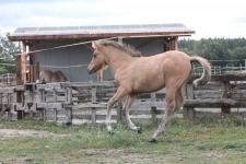 koń, żrebak, galop